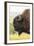 USA, South Dakota, Custer State Park. Profile of Bison-Cathy & Gordon Illg-Framed Photographic Print