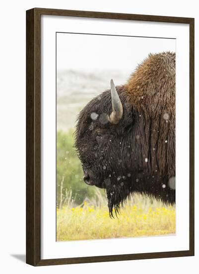 USA, South Dakota, Custer State Park. Profile of Bison-Cathy & Gordon Illg-Framed Photographic Print