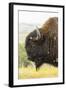 USA, South Dakota, Custer State Park. Profile of Bison-Cathy & Gordon Illg-Framed Photographic Print