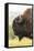 USA, South Dakota, Custer State Park. Profile of Bison-Cathy & Gordon Illg-Framed Stretched Canvas