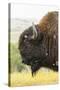 USA, South Dakota, Custer State Park. Profile of Bison-Cathy & Gordon Illg-Stretched Canvas