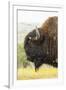 USA, South Dakota, Custer State Park. Profile of Bison-Cathy & Gordon Illg-Framed Premium Photographic Print