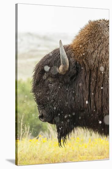 USA, South Dakota, Custer State Park. Profile of Bison-Cathy & Gordon Illg-Stretched Canvas