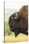 USA, South Dakota, Custer State Park. Profile of Bison-Cathy & Gordon Illg-Stretched Canvas