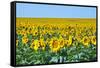 USA, South Dakota, Murdo. Sunflower field-Bernard Friel-Framed Stretched Canvas