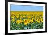 USA, South Dakota, Murdo. Sunflower field-Bernard Friel-Framed Photographic Print