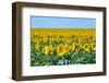 USA, South Dakota, Murdo. Sunflower field-Bernard Friel-Framed Photographic Print