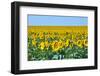 USA, South Dakota, Murdo. Sunflower field-Bernard Friel-Framed Photographic Print