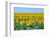 USA, South Dakota, Murdo. Sunflower field-Bernard Friel-Framed Photographic Print