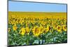 USA, South Dakota, Murdo. Sunflower field-Bernard Friel-Mounted Photographic Print