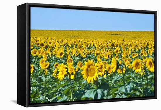 USA, South Dakota, Murdo. Sunflower field-Bernard Friel-Framed Stretched Canvas