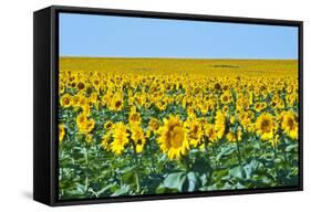 USA, South Dakota, Murdo. Sunflower field-Bernard Friel-Framed Stretched Canvas