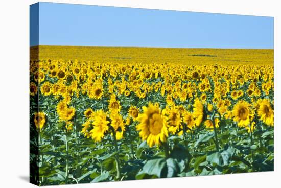 USA, South Dakota, Murdo. Sunflower field-Bernard Friel-Stretched Canvas