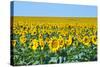 USA, South Dakota, Murdo. Sunflower field-Bernard Friel-Stretched Canvas