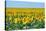 USA, South Dakota, Murdo. Sunflower field-Bernard Friel-Stretched Canvas