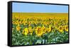 USA, South Dakota, Murdo. Sunflower field-Bernard Friel-Framed Stretched Canvas