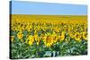 USA, South Dakota, Murdo. Sunflower field-Bernard Friel-Stretched Canvas