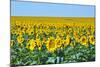 USA, South Dakota, Murdo. Sunflower field-Bernard Friel-Mounted Photographic Print