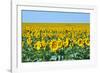 USA, South Dakota, Murdo. Sunflower field-Bernard Friel-Framed Photographic Print