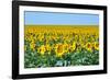 USA, South Dakota, Murdo. Sunflower field-Bernard Friel-Framed Photographic Print