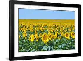 USA, South Dakota, Murdo. Sunflower field-Bernard Friel-Framed Photographic Print