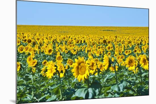 USA, South Dakota, Murdo. Sunflower field-Bernard Friel-Mounted Photographic Print