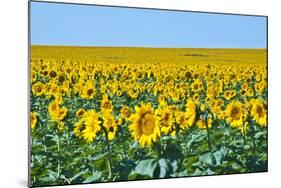 USA, South Dakota, Murdo. Sunflower field-Bernard Friel-Mounted Photographic Print