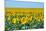 USA, South Dakota, Murdo. Sunflower field-Bernard Friel-Mounted Photographic Print