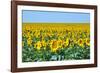 USA, South Dakota, Murdo. Sunflower field-Bernard Friel-Framed Photographic Print
