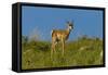 USA, South Dakota. Pronghorn fawn in Custer State Park.-Cathy and Gordon Illg-Framed Stretched Canvas