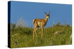 USA, South Dakota. Pronghorn fawn in Custer State Park.-Cathy and Gordon Illg-Stretched Canvas