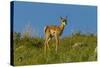 USA, South Dakota. Pronghorn fawn in Custer State Park.-Cathy and Gordon Illg-Stretched Canvas