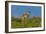 USA, South Dakota. Pronghorn fawn in Custer State Park.-Cathy and Gordon Illg-Framed Photographic Print