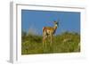 USA, South Dakota. Pronghorn fawn in Custer State Park.-Cathy and Gordon Illg-Framed Photographic Print