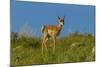 USA, South Dakota. Pronghorn fawn in Custer State Park.-Cathy and Gordon Illg-Mounted Photographic Print