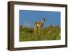 USA, South Dakota. Pronghorn fawn in Custer State Park.-Cathy and Gordon Illg-Framed Photographic Print