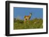 USA, South Dakota. Pronghorn fawn in Custer State Park.-Cathy and Gordon Illg-Framed Photographic Print