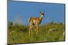 USA, South Dakota. Pronghorn fawn in Custer State Park.-Cathy and Gordon Illg-Mounted Photographic Print