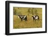 USA, South Dakota, Wild Horse Sanctuary. Wild Horses in Field-Cathy & Gordon Illg-Framed Photographic Print