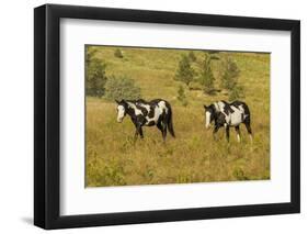 USA, South Dakota, Wild Horse Sanctuary. Wild Horses in Field-Cathy & Gordon Illg-Framed Photographic Print