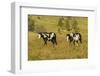 USA, South Dakota, Wild Horse Sanctuary. Wild Horses in Field-Cathy & Gordon Illg-Framed Photographic Print