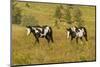 USA, South Dakota, Wild Horse Sanctuary. Wild Horses in Field-Cathy & Gordon Illg-Mounted Photographic Print