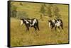 USA, South Dakota, Wild Horse Sanctuary. Wild Horses in Field-Cathy & Gordon Illg-Framed Stretched Canvas