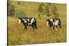 USA, South Dakota, Wild Horse Sanctuary. Wild Horses in Field-Cathy & Gordon Illg-Stretched Canvas