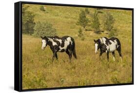 USA, South Dakota, Wild Horse Sanctuary. Wild Horses in Field-Cathy & Gordon Illg-Framed Stretched Canvas