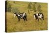 USA, South Dakota, Wild Horse Sanctuary. Wild Horses in Field-Cathy & Gordon Illg-Stretched Canvas