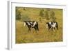 USA, South Dakota, Wild Horse Sanctuary. Wild Horses in Field-Cathy & Gordon Illg-Framed Photographic Print