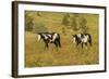 USA, South Dakota, Wild Horse Sanctuary. Wild Horses in Field-Cathy & Gordon Illg-Framed Photographic Print