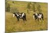 USA, South Dakota, Wild Horse Sanctuary. Wild Horses in Field-Cathy & Gordon Illg-Mounted Photographic Print