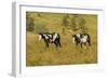 USA, South Dakota, Wild Horse Sanctuary. Wild Horses in Field-Cathy & Gordon Illg-Framed Photographic Print